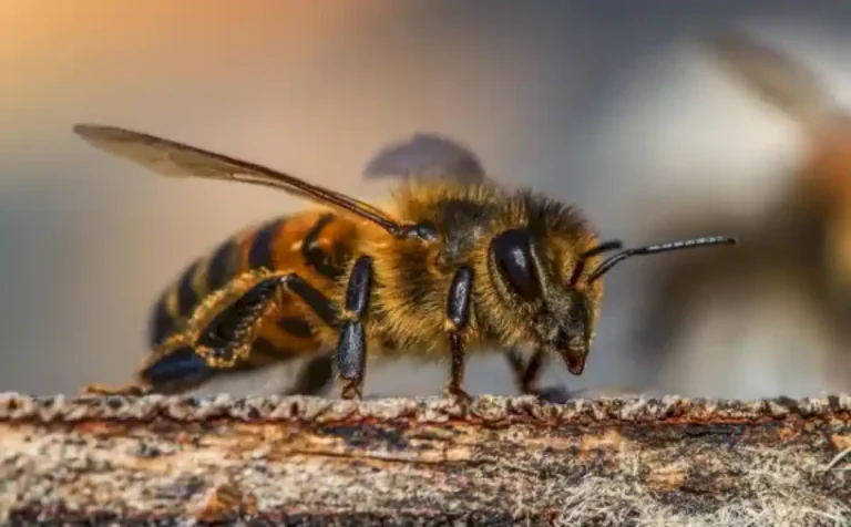 un-hombre-murio-tras-ser-picado-por-mas-de-150-abejas-en-rosario