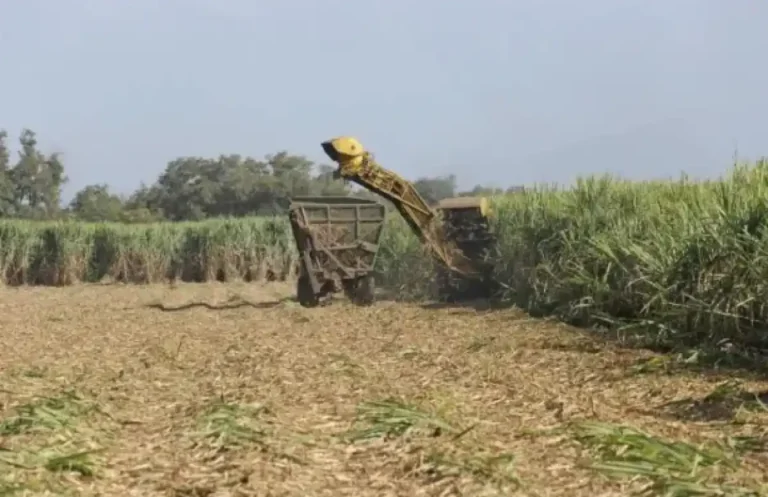 las-intensas-lluvias-retrasan-la-zafra-en-tucuman