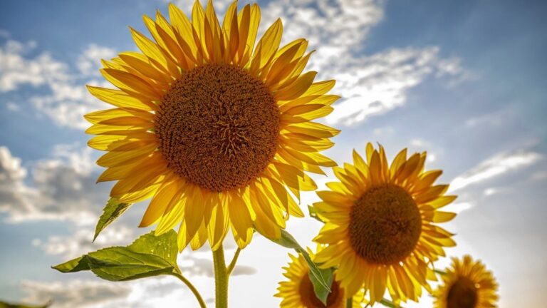 En modo primavera! Cómo se verían las flores de temporada si fueran personas, según la Inteligencia Artificial