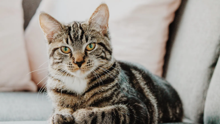 Increíble! La Inteligencia Artificial reveló cómo se verían los gatos si tuvieran alas para volar