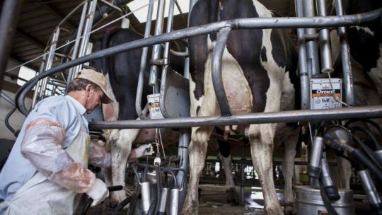 Producción de leche: estiman que este año crecerá un 5,7%