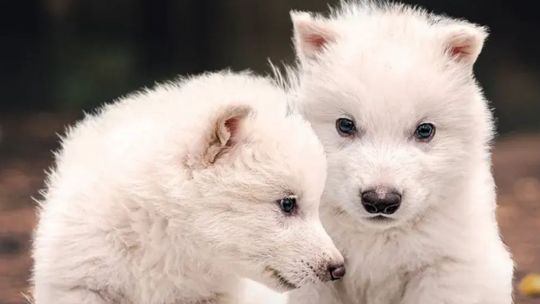 El creador de Game of Thrones fue parte de la desextinción del lobo grande