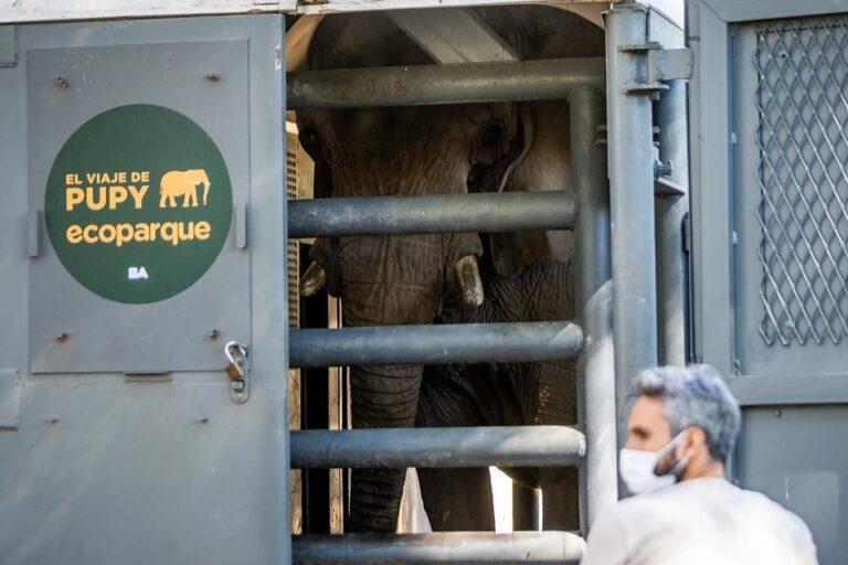 Pupy, la última elefanta del Ecoparque porteño, fue trasladada a un santuario en Brasil