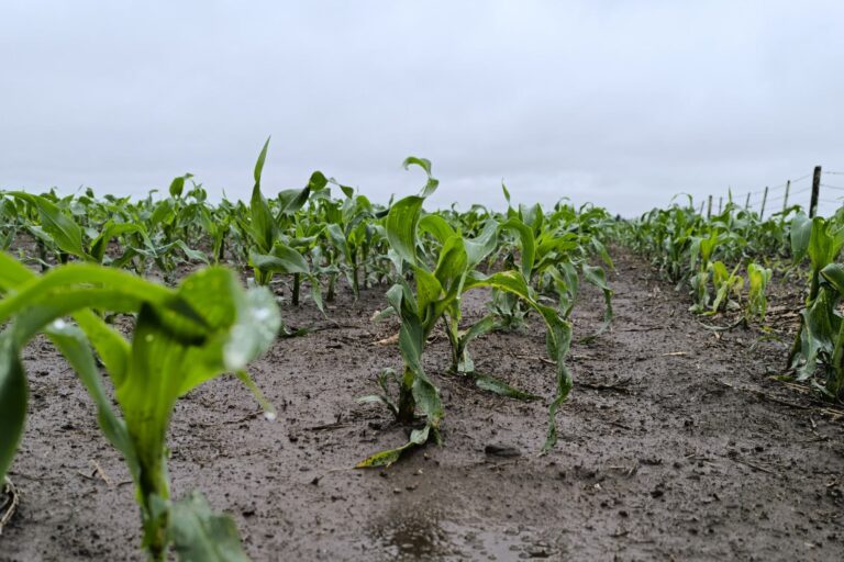 El maíz se perfila como el ganador en la campaña agrícola 2025/26