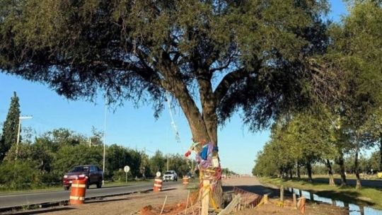 Confirman el traslado del árbol en Luchesse y siguen adelante con la duplicación de la vía