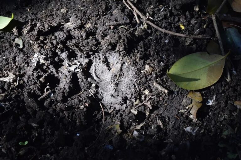 Alarma por un puma suelto en Moreno: las recomendaciones para cuidarse ante un encuentro