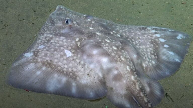 Cómo ver lo que pasa en el fondo del océano cerca de Mar del Plata: transmisión en vivo