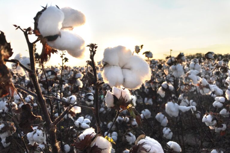 Plan histórico: buscan revolucionar el oro blanco y generar más de US$700 millones