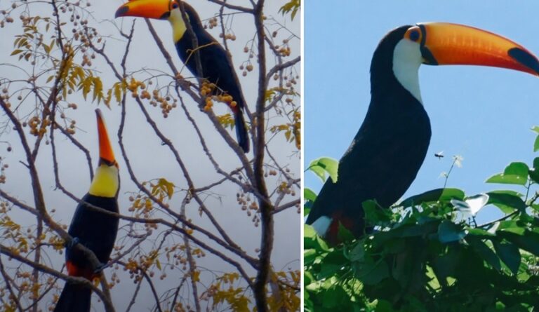 Tucán posado en un árbol en el sur de Tucumán