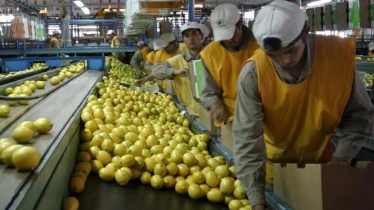 Plantación de limones en Tucumán